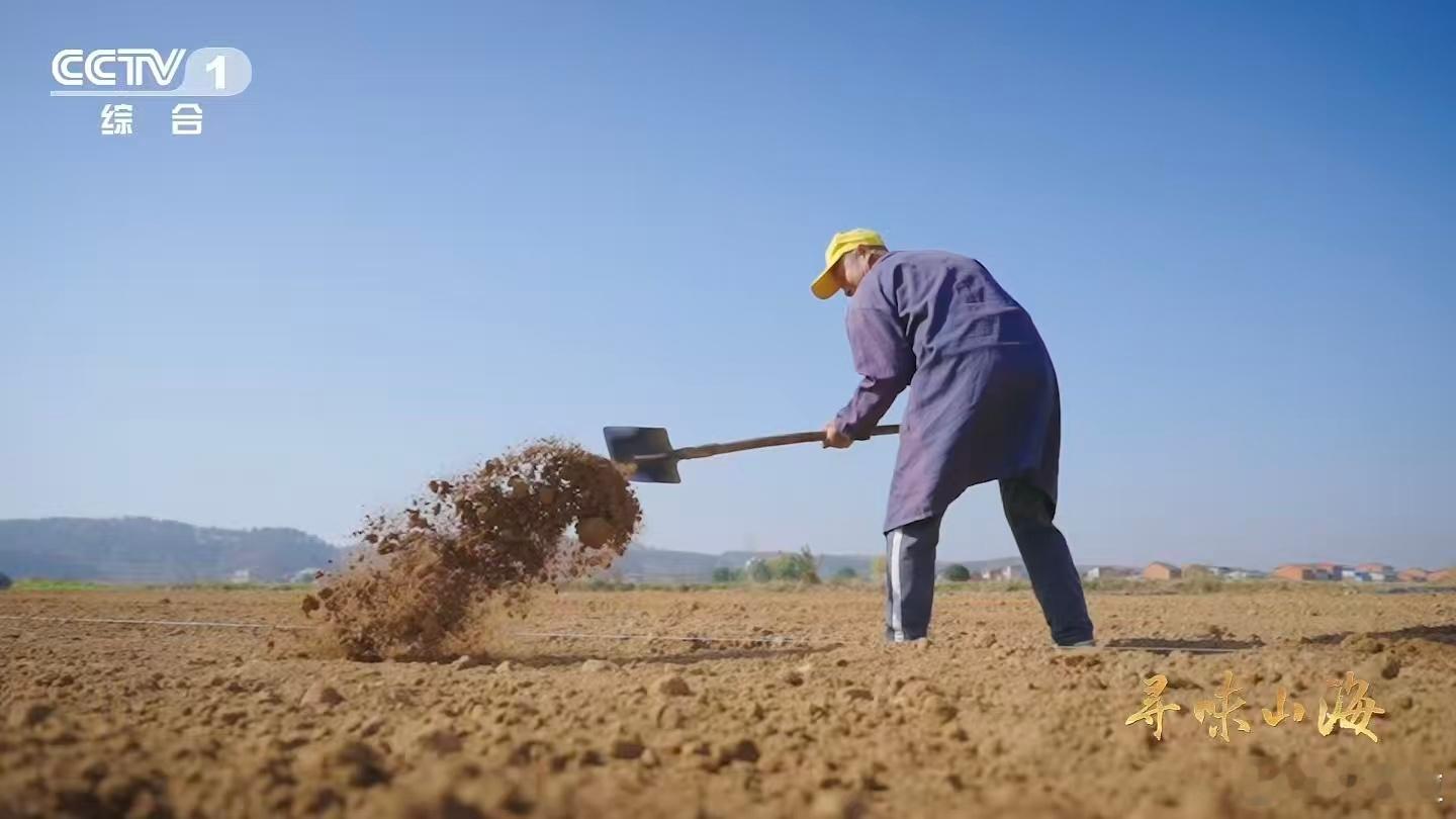 会吹泡泡的蔬菜湖北有种0摄氏度严选青菜 泡泡青，用泡泡记录寒冷的刻度。它在低温中