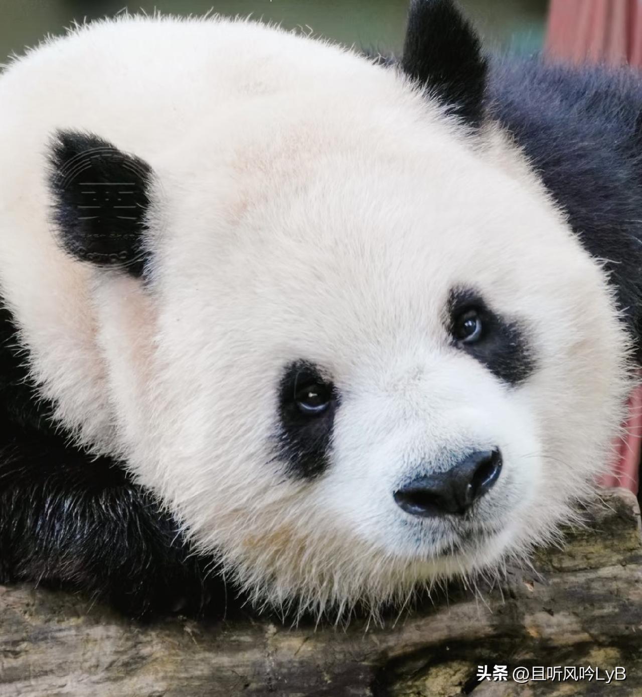 兰重重除了美貌还有什么？你可以质疑兰重重的智商，但你绝对不能忽略兰重重的颜值[爱