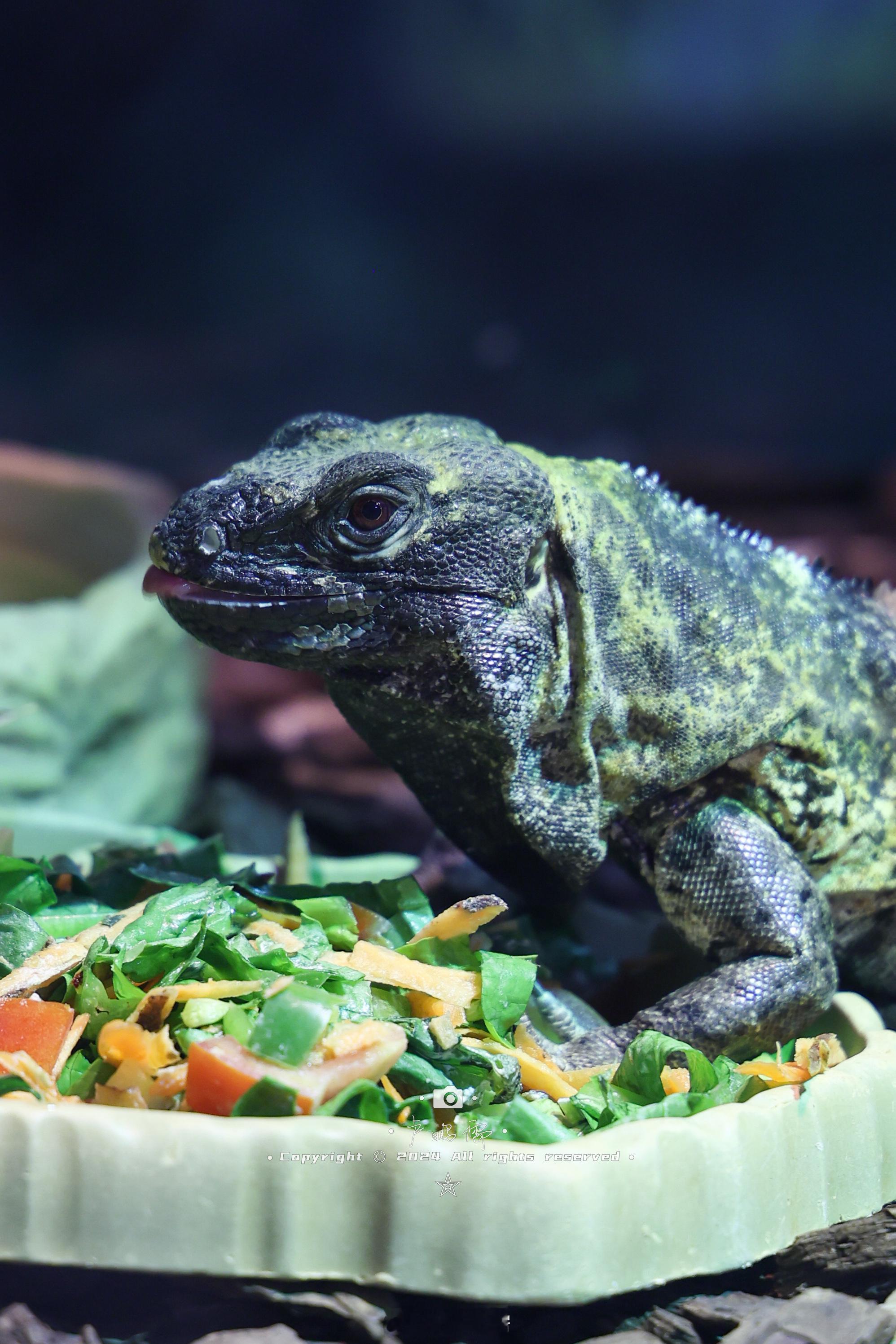 【随便一更】之拍蜥蜴🦎  #最亮的星# #小卢篮球世界# ​​​