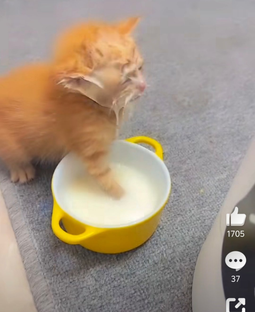 小猫吃饭差点溺亡这是用脸在喝吧！！喝奶奶