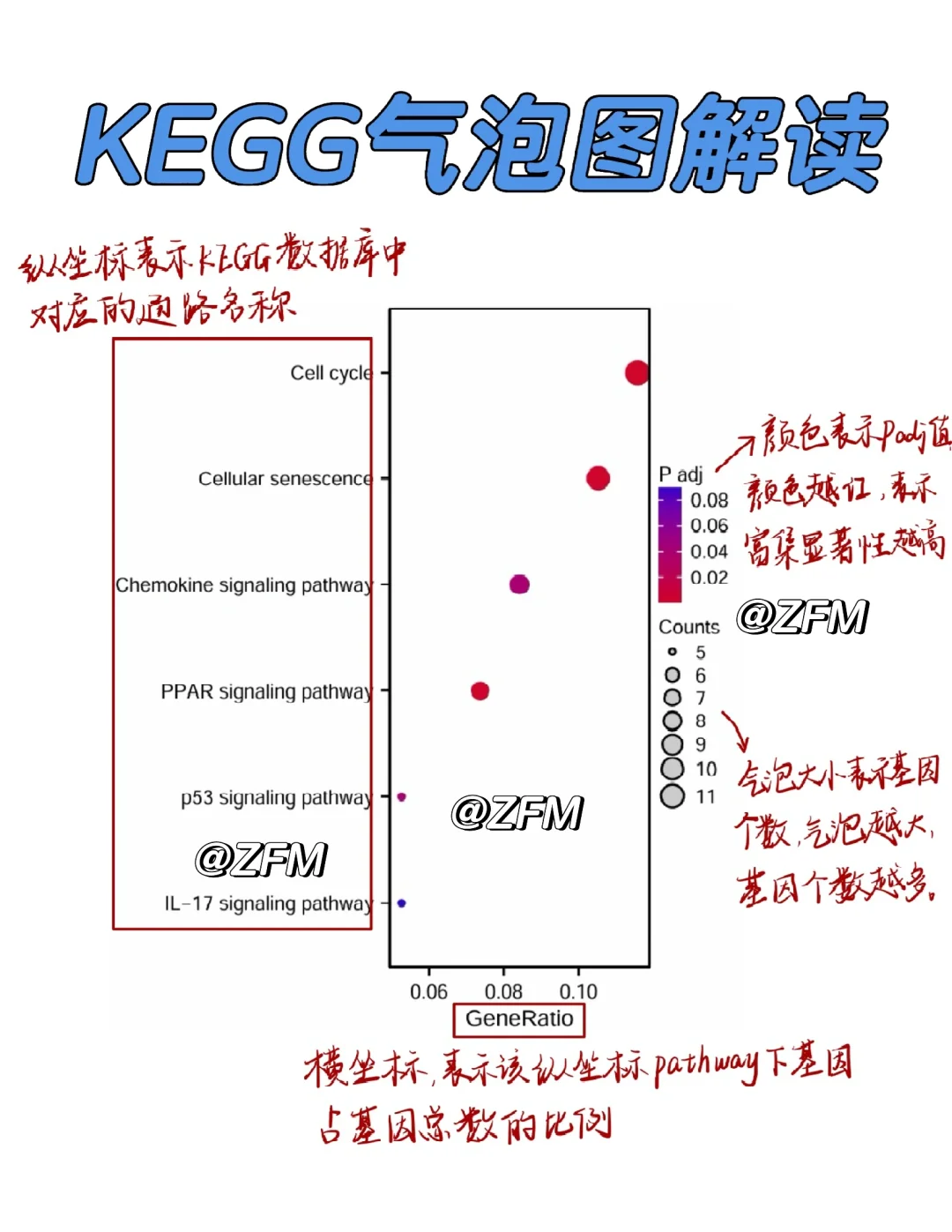 KEGG气泡图怎么看❓