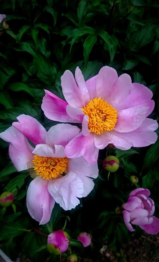 天生了一副厨师长的体魄。又拥有一双灵巧的小胖手。小小的年纪，就把面食做得如此精道