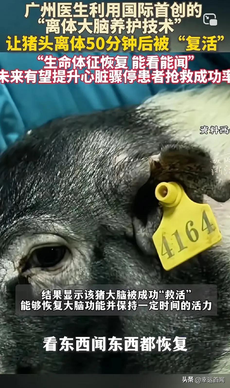 广州团队让猪头离体50分钟后被“复活” 未来有望提升心脏骤停患者抢救成功率！
医
