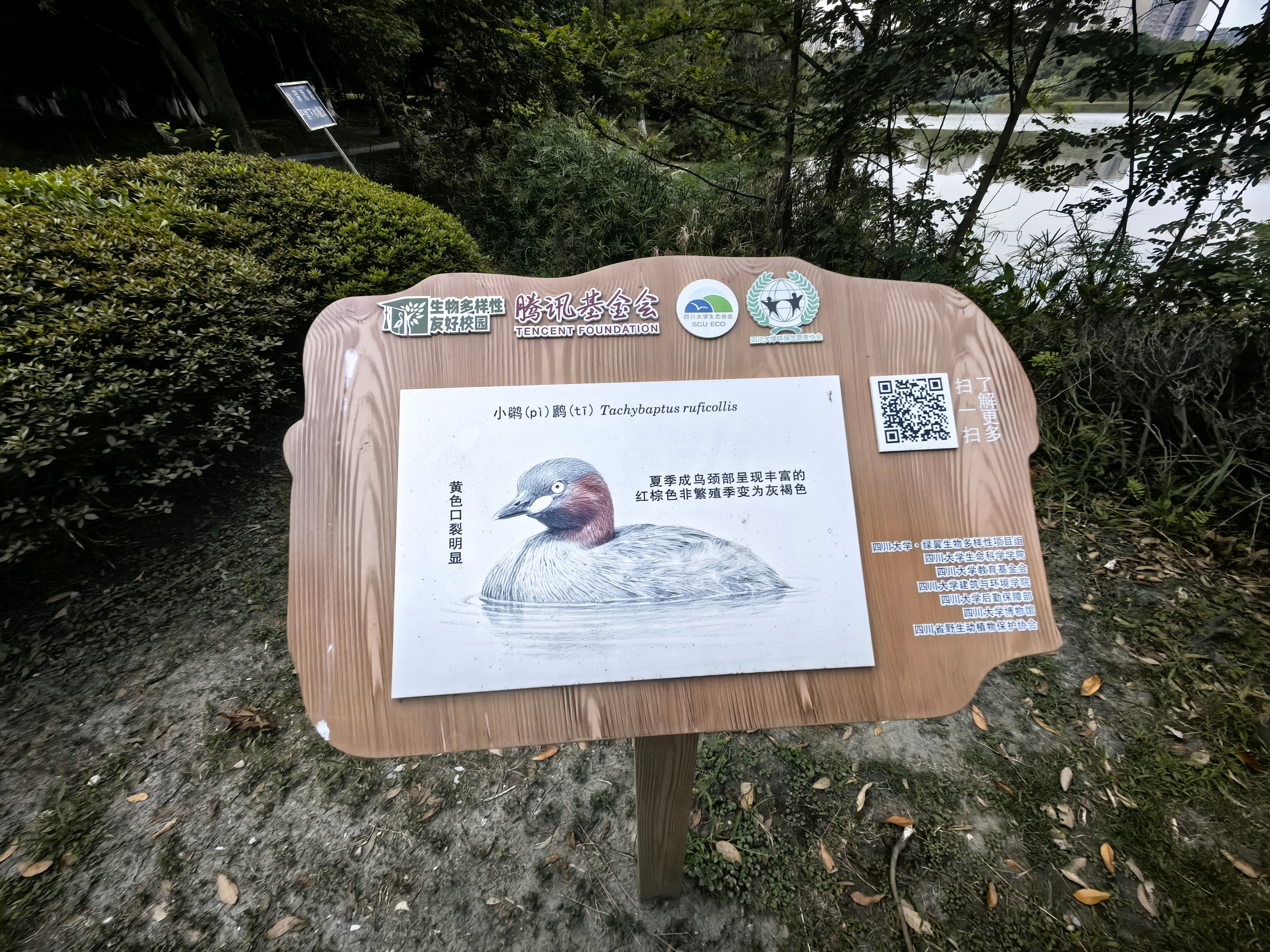 明远湖生物多样性观察区的鸟类，现在勉强能对号入座的只有两只鸭子。 成都·四川大学