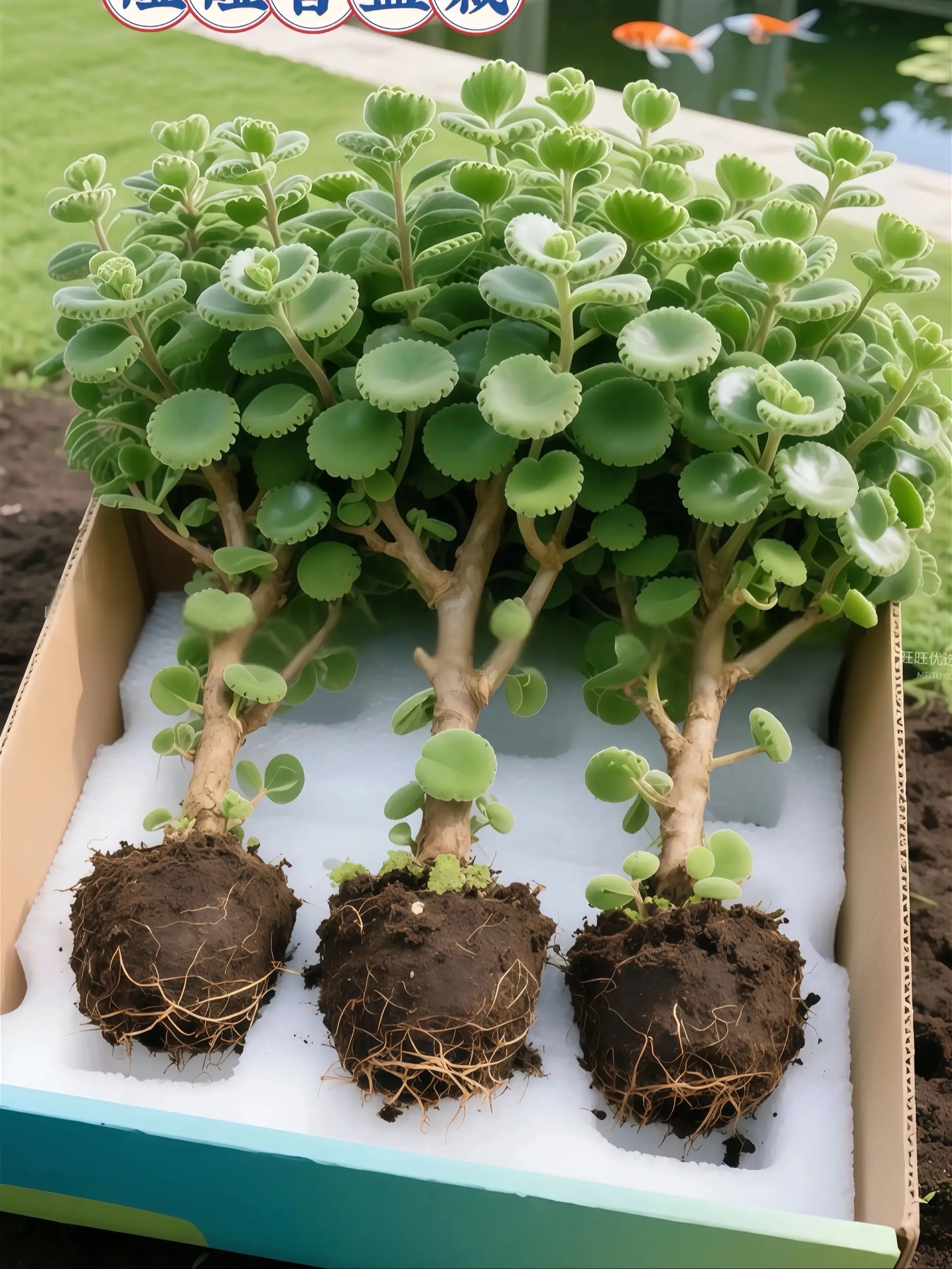 邂逅番泻叶，探寻自然的秘语   在植物的奇妙王国中，番泻叶宛如一位低调...