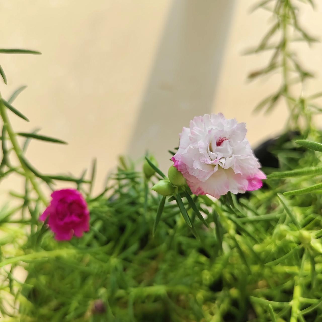 4月份的时候在抖音上买的多色的太阳花，没想到看出来的时候大部分都是玫红色，并且玫