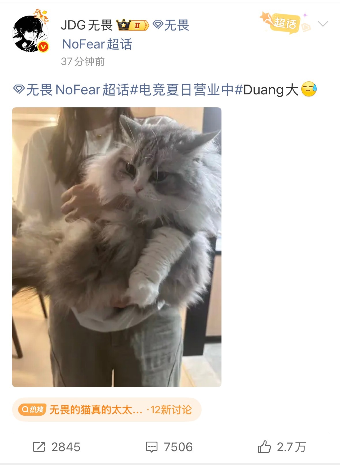 无畏的猫真的太太太大了无畏的猫也太大了吧
