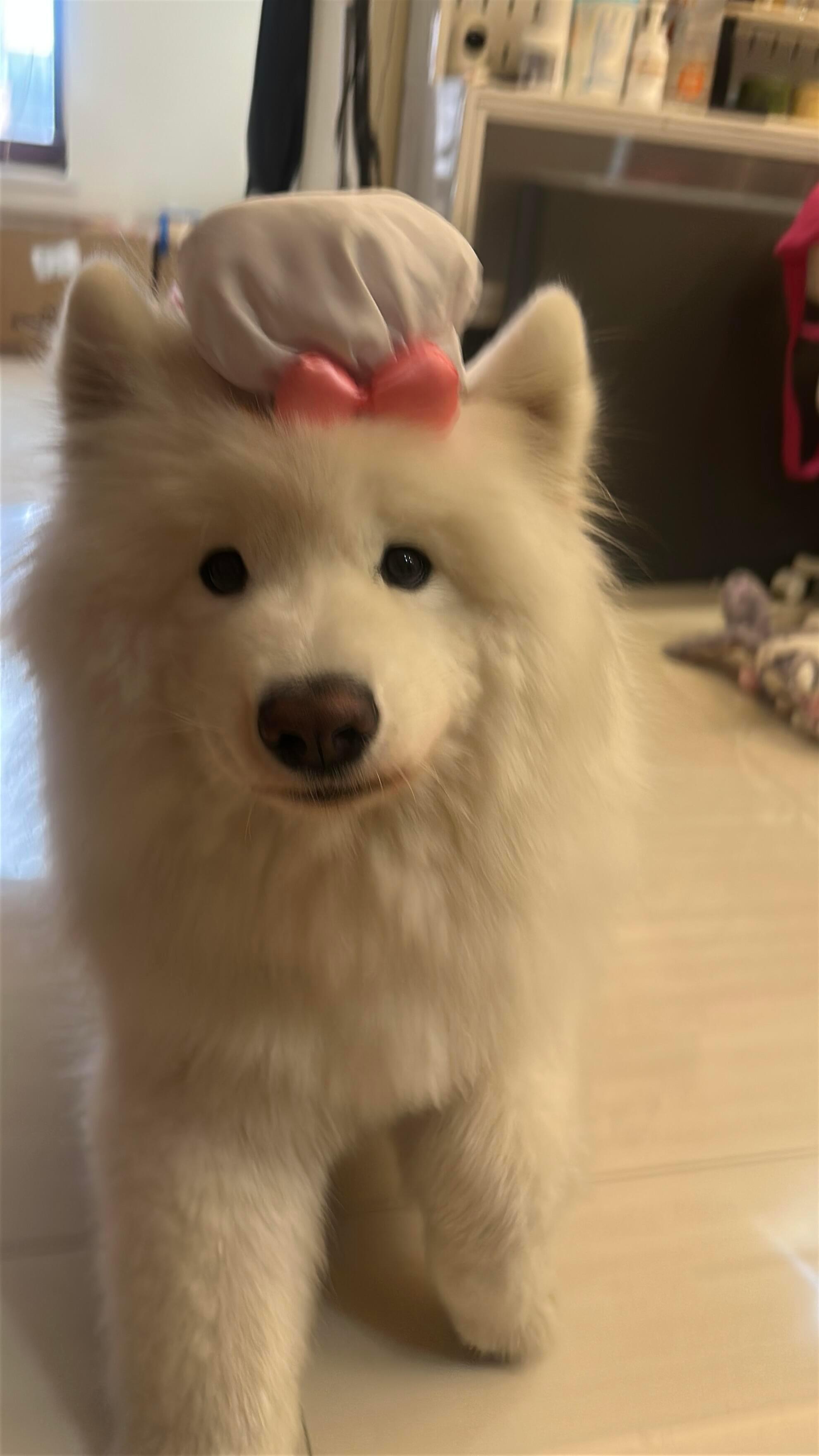 狗狗长这样可以送去迪士尼上班吗 ​​​