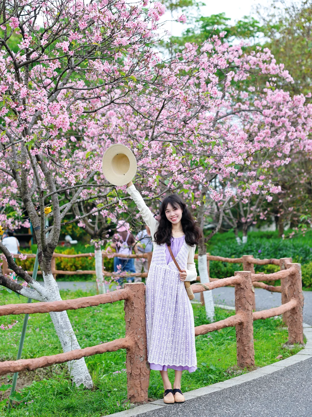 3.24实拍📷这里的樱花开爆了～进入盛花期啦