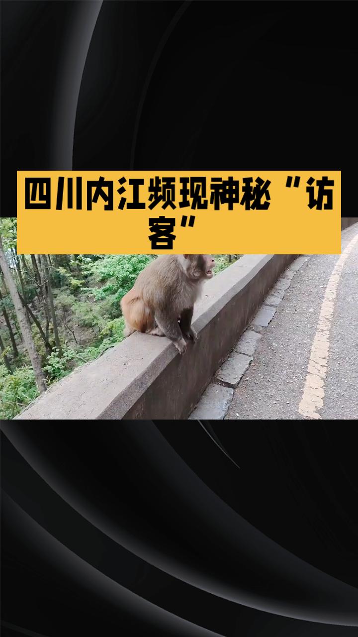 四川内江近期频现神秘“访客”，究竟是什么让这些猴子不远千里来到城市边缘？
四川内