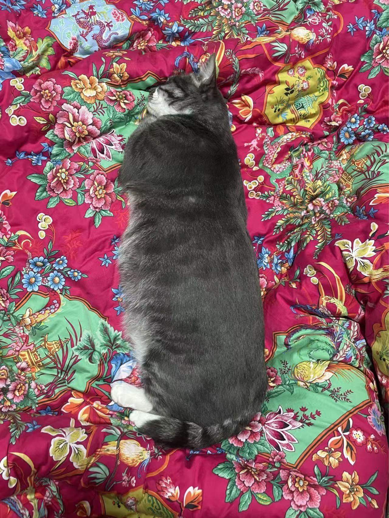 这算潜艇还是鱼雷？搞怪宠物拍照 萌宠搞怪拍照 一张照片证明你的宠物