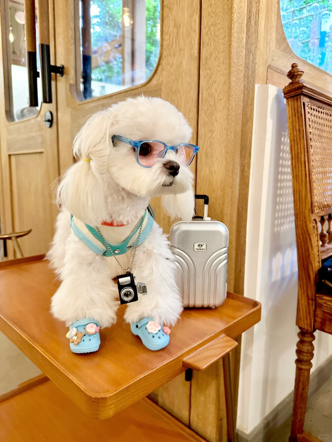 我等的狗它在多远的未来？