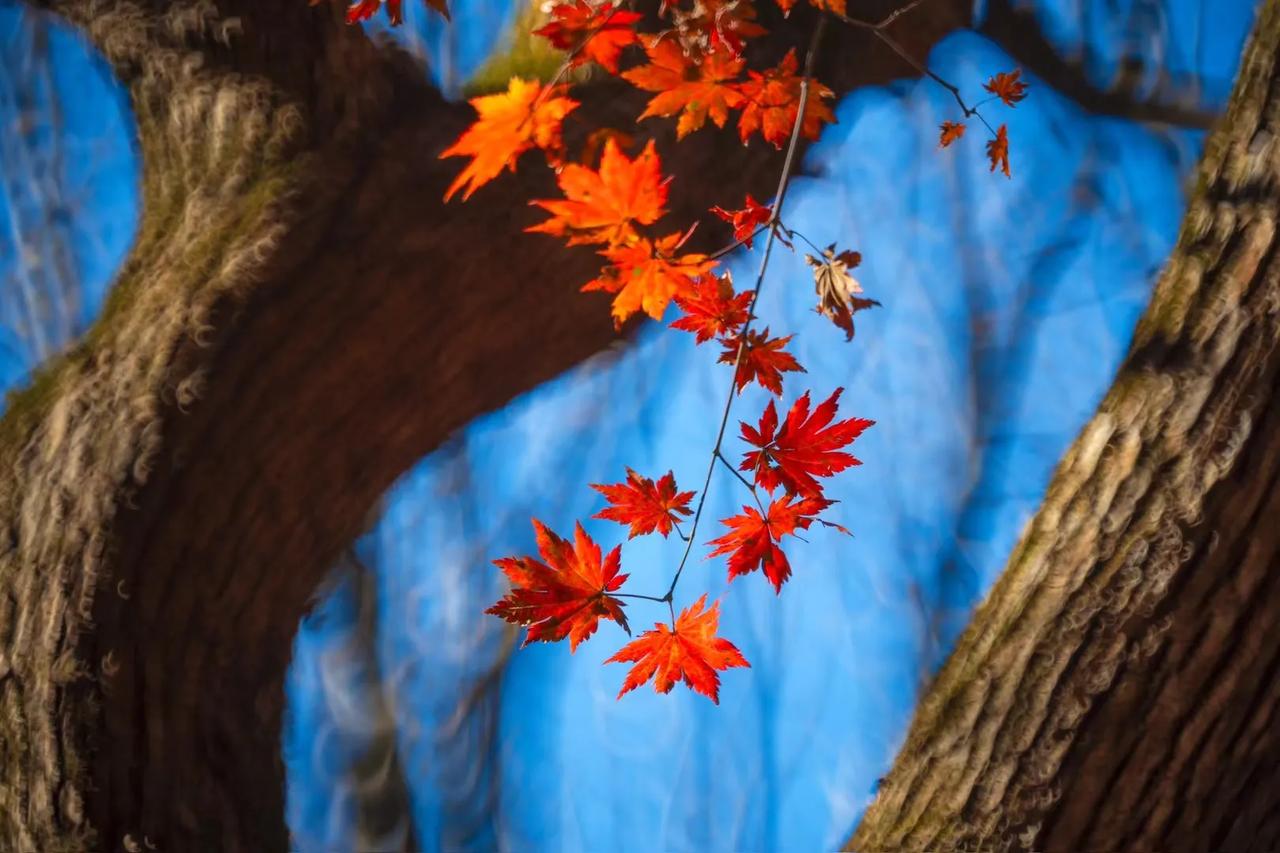 #随手拍摄叶的美#
喜欢枫叶的红色