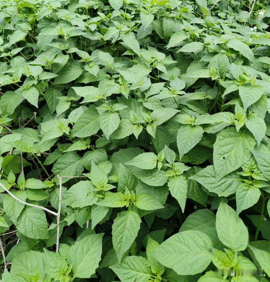 春天一到，乡间田埂、地头路边，到处都冒出鲜嫩的野菜。趁着好天气，我提着篮子去地里