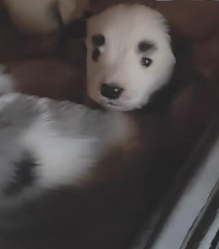 长得像蜡笔小新的边牧 