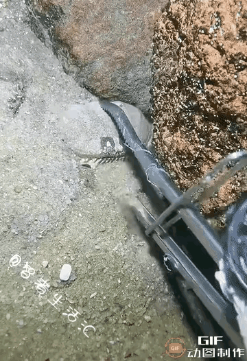 母蟹被捕捞，公蟹立马抱住，生死相随，捕捞者都忍不住为它点赞比心！多少女人活的不如