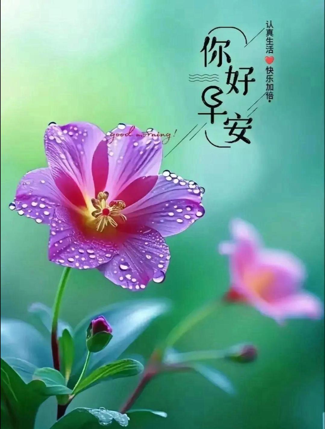 🌞 周二早安！新的一天悄然开始，把心事清零，把烦恼卸载，轻装上阵，去遇见更好的