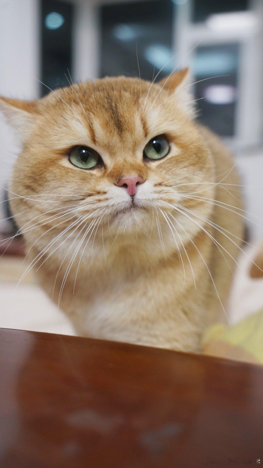 不知道该怎样形容这表情！#猫咪##我家有宠初成长##转发接龙开新年# ​​​