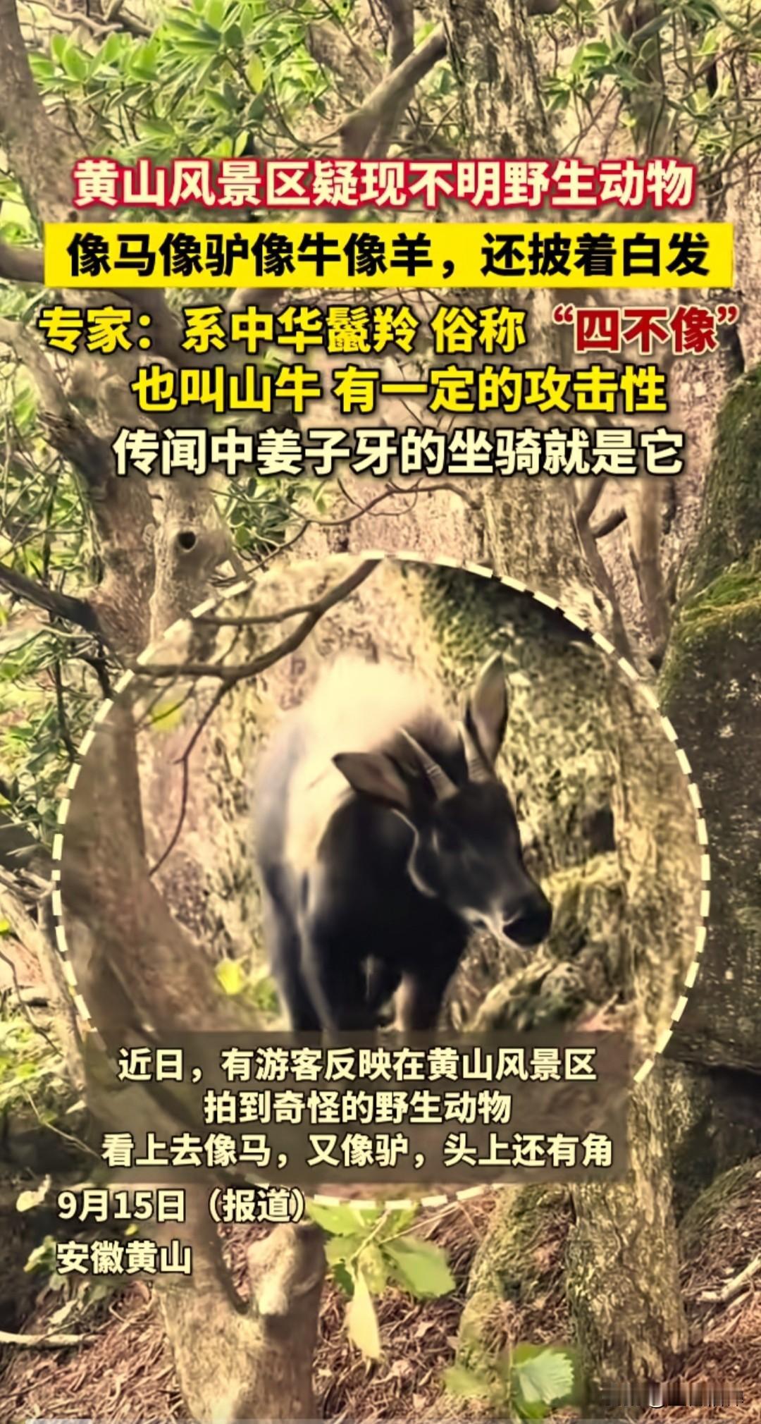 近日有游客在黄山风景区拍到了不明野生动物，外形比较奇特，长得像马，又像驴，还有点