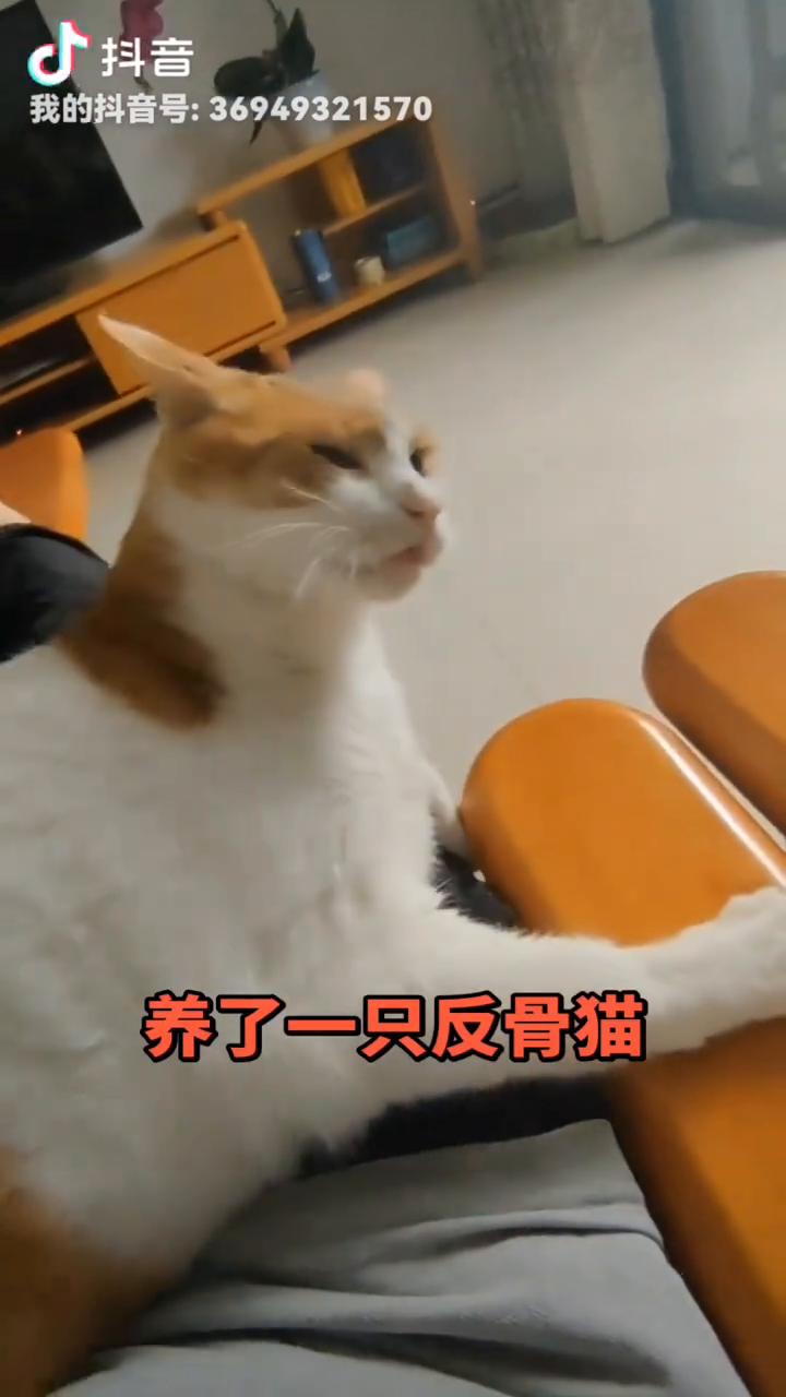 养了一只反骨猫。
这是谁家的小可爱？真是太可爱了。