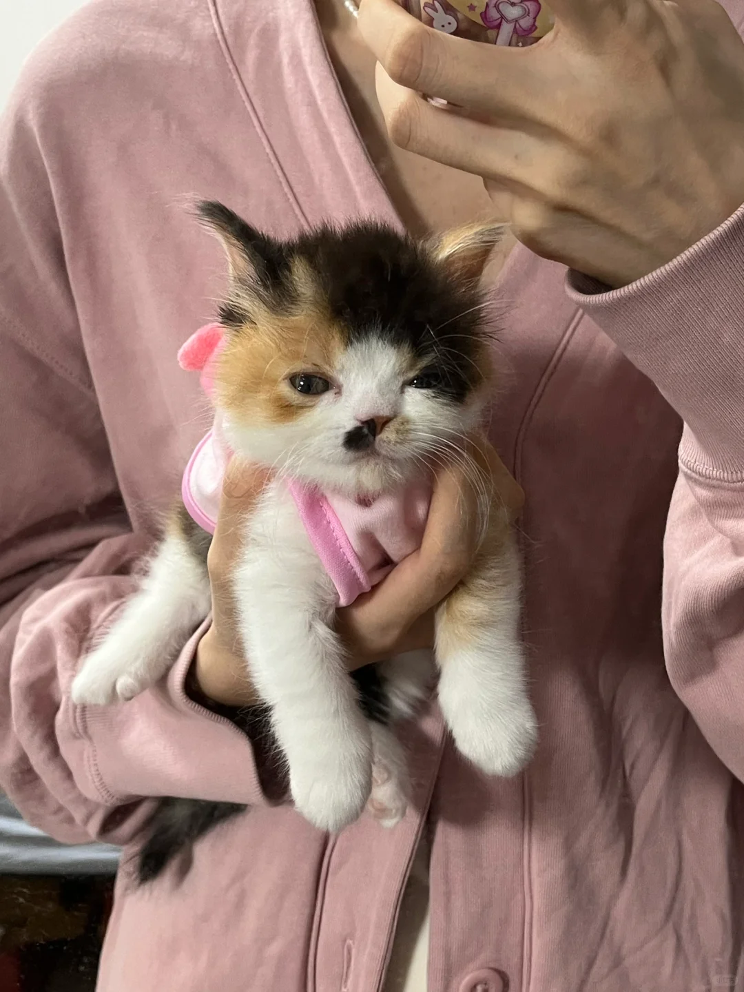 小猫秃头别急着扔🦹‍♀️