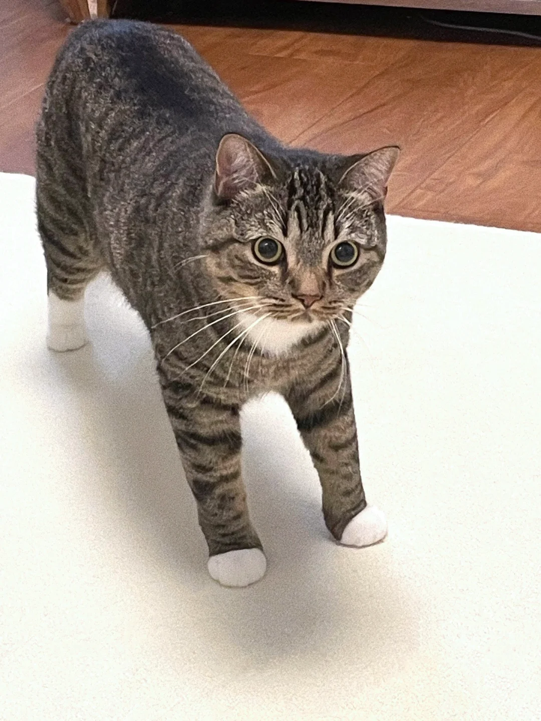 狸花猫的受众到底是谁啊？
