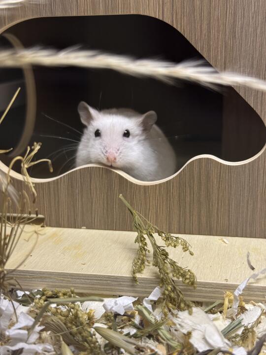 一不小心就拍到了鼠生照片
