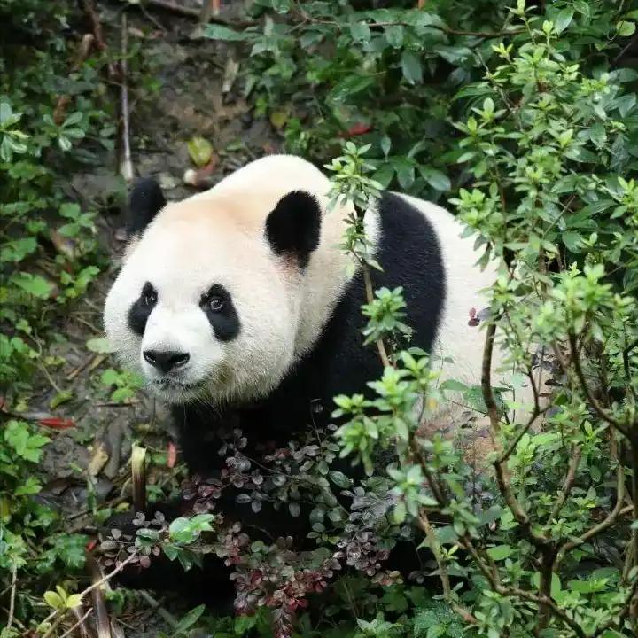 熊猫也是要打工的[呲牙]
看见两个热搜，一个是咱们的萌宝平平、福双即将远赴美国，