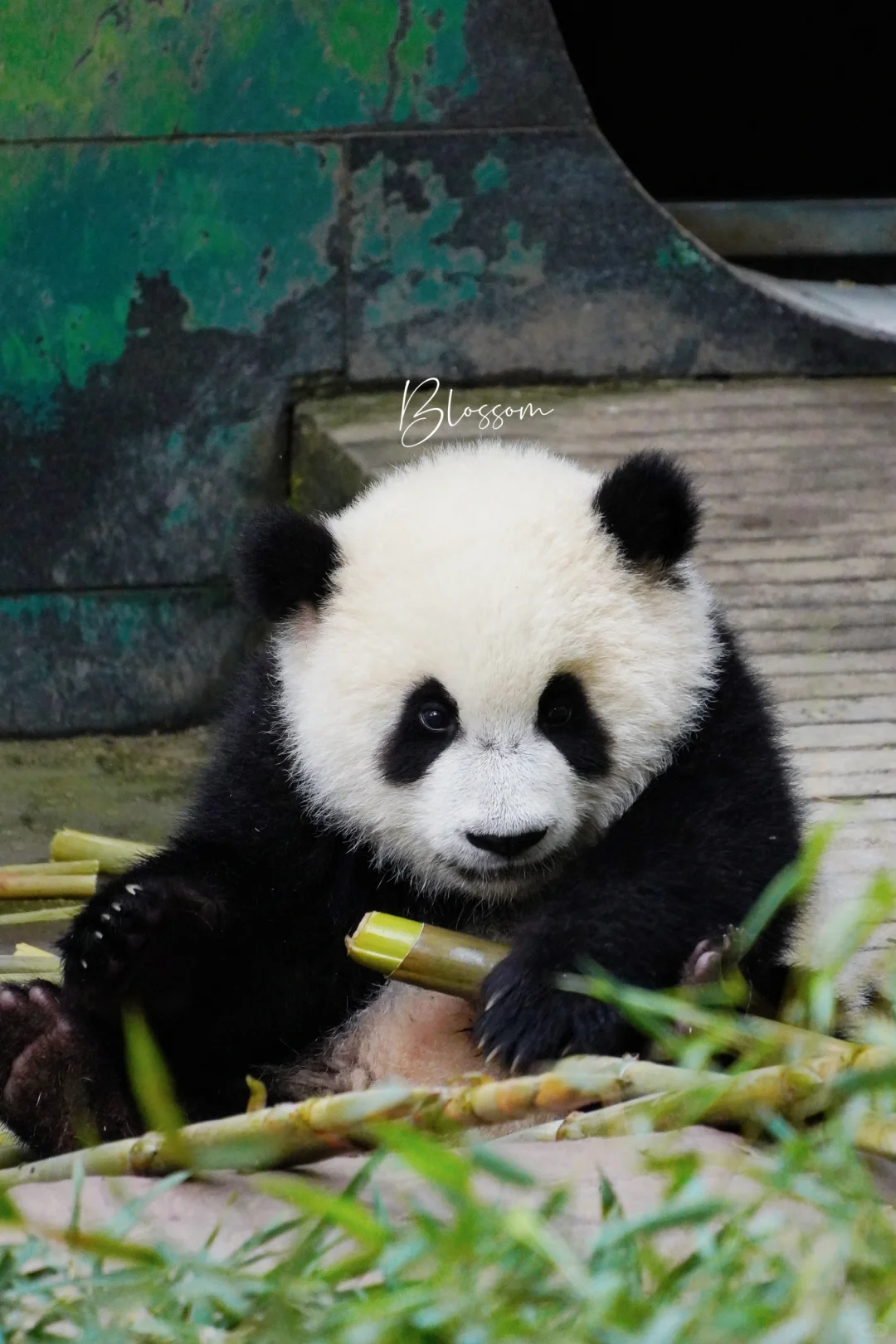 240609 冉家妹妹熊，努力啃笋但超凶