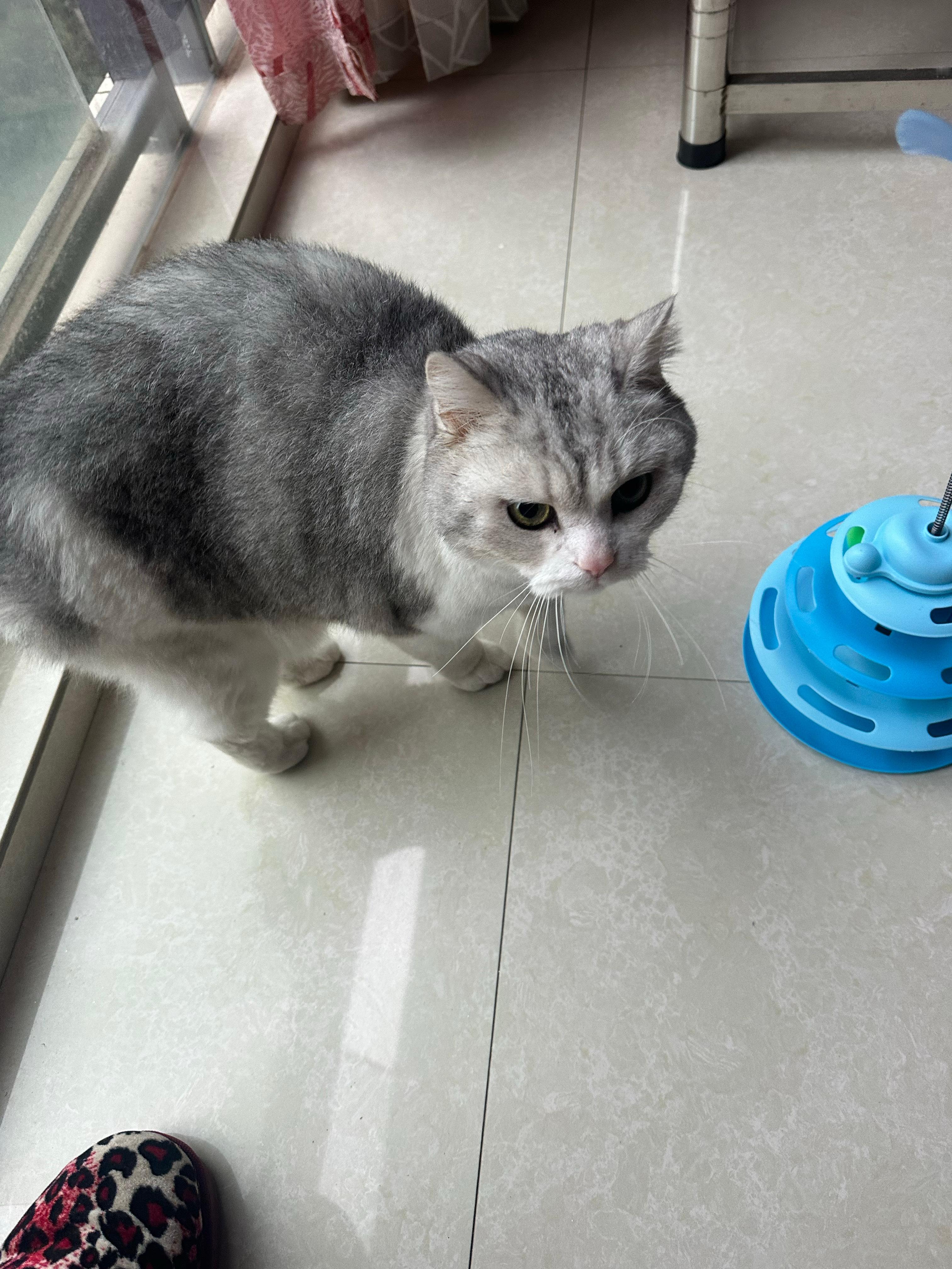 小糍粑，最近咋了，怎么没那么活跃了！有吐了！哎！还是我不会养你吧！ 