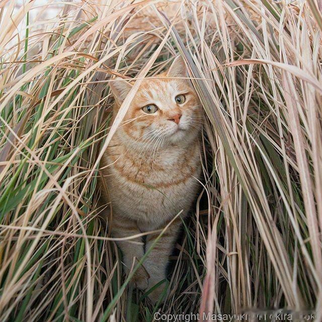 🐱：“帅小伙，敢跟我去芦苇荡里浪一浪不？”[喵喵]