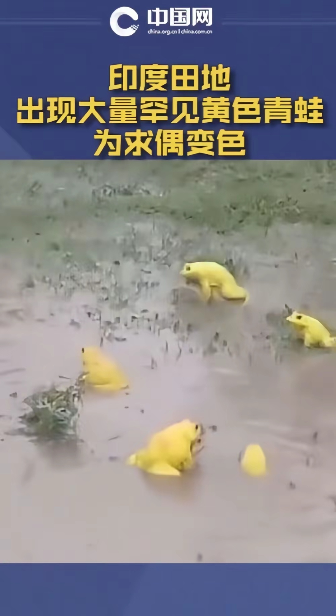 奶蛙是你吗？ ​​​