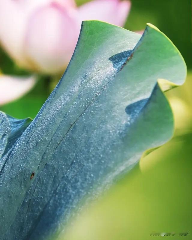 上联：冬去山明水秀，下联：请你来夏来荷翠莲香