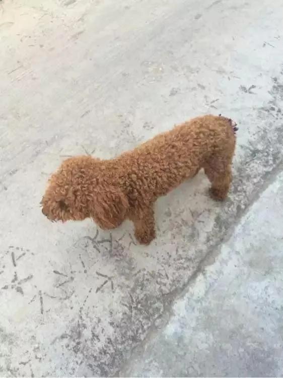 昨天晚上在小区下面闲逛，发现一小区业主又不拴狗绳遛着自家泰迪犬，更无语的是，一五
