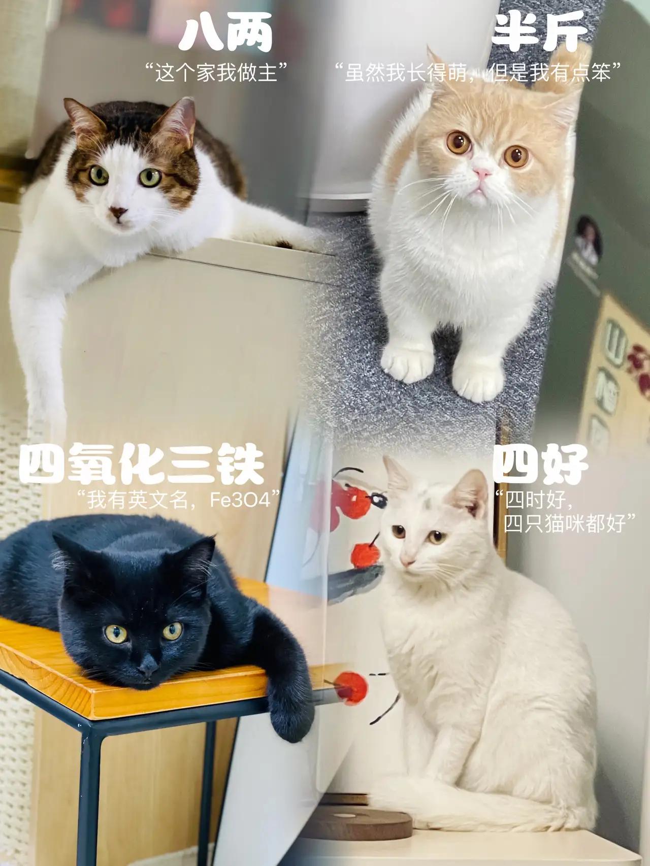 四只猫各有特色，真是个性十足！