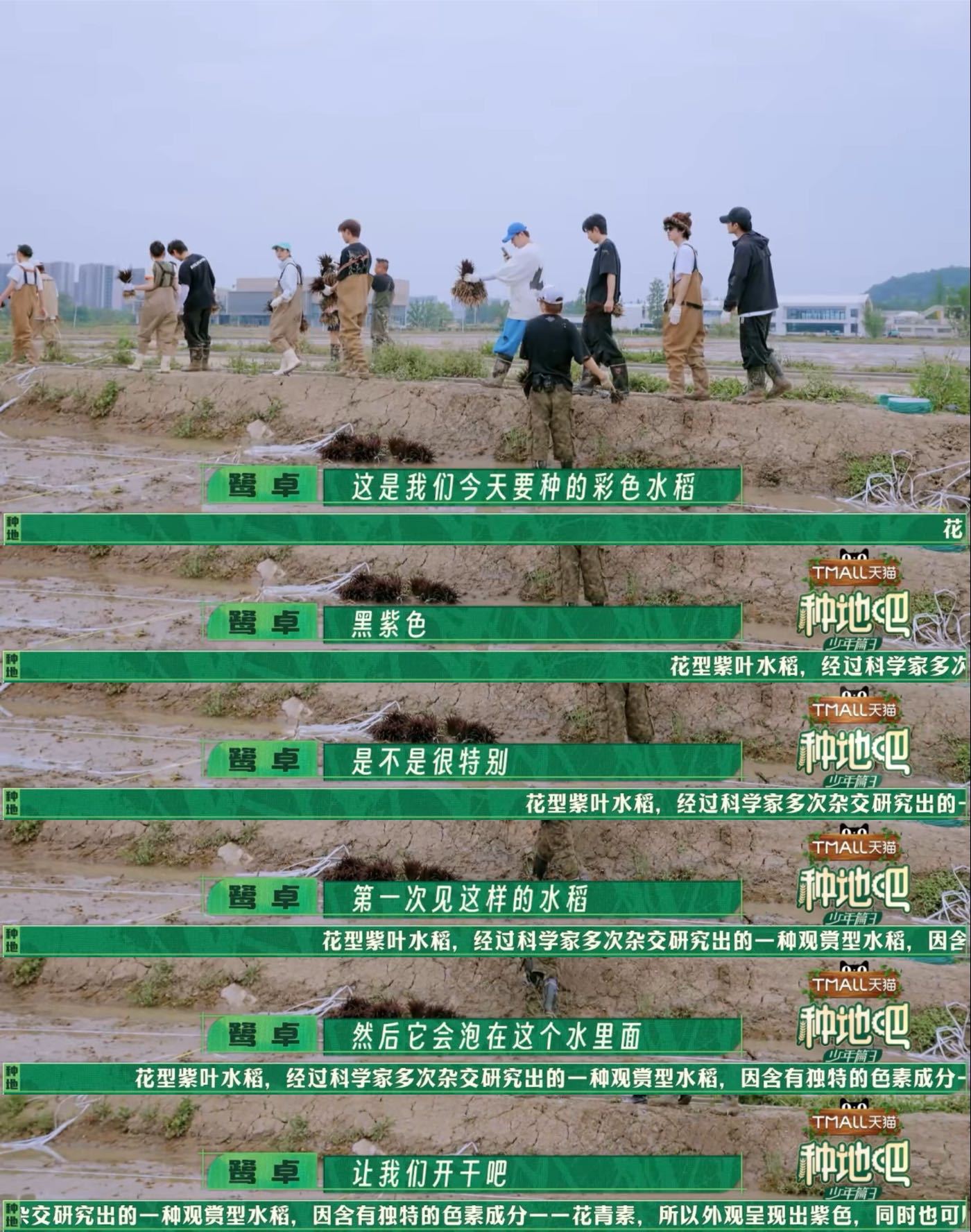 种地吧开种稻田画种地吧 谁还没被后陡门的稻田画计划圈粉！嘉宾和少年们弯腰劳作的身