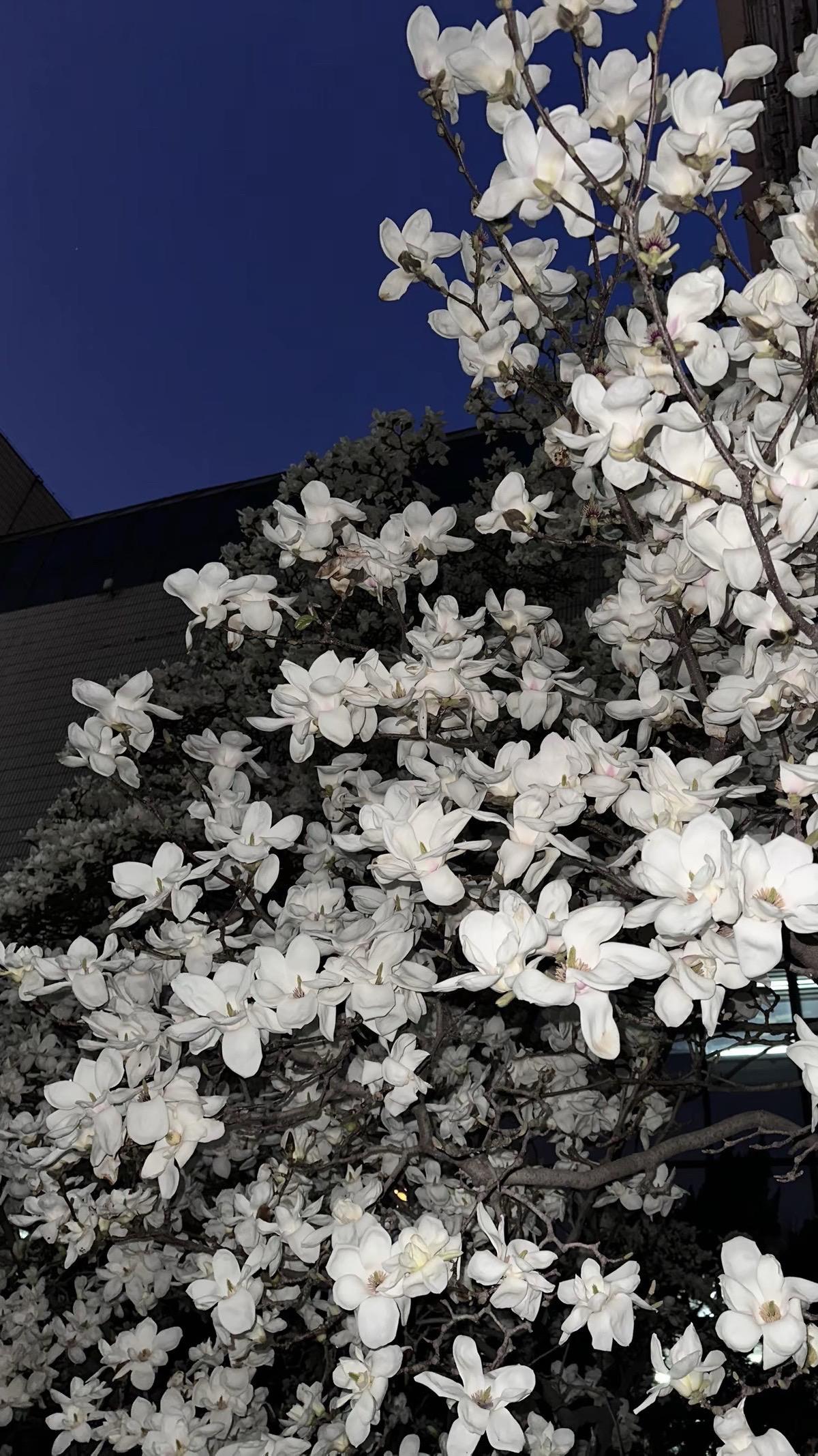 玉兰开了 春天来了