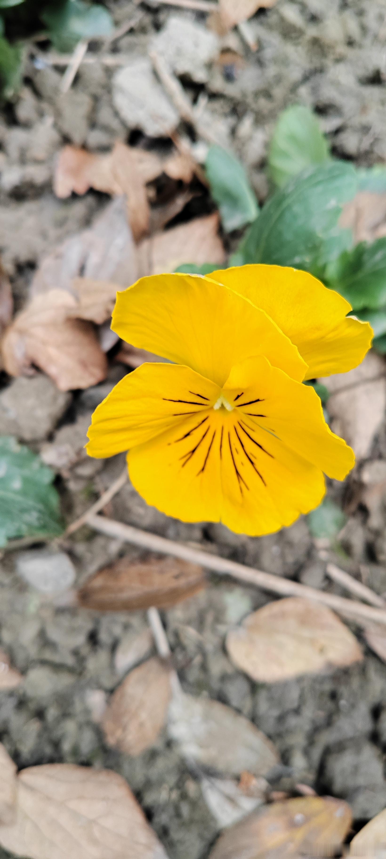 成都冬天的花。 