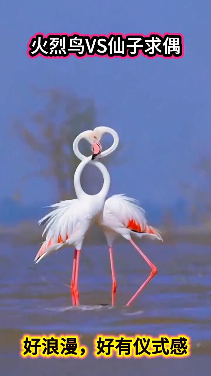 火烈鸟VS仙子求偶。
好浪漫，好有仪式感。