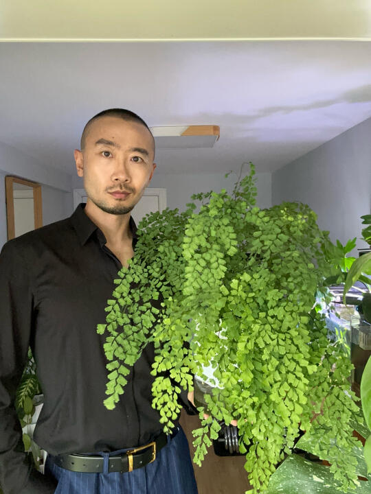 又成功养活一盆铁线蕨