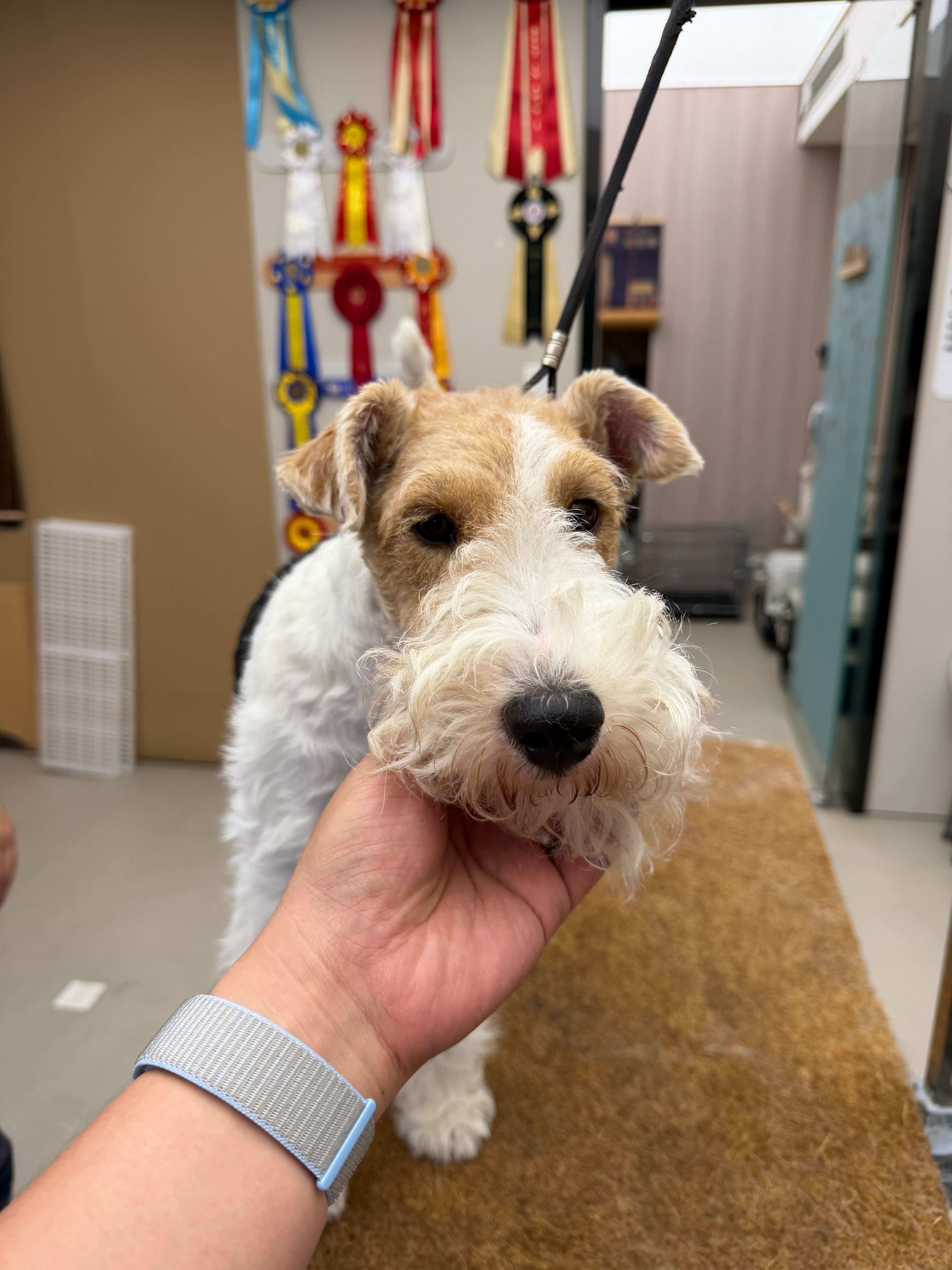 丁丁狗也是找到组织了，正式加入梗犬俱乐部哈哈哈哈，以后给他护理毛发更加专业了 上
