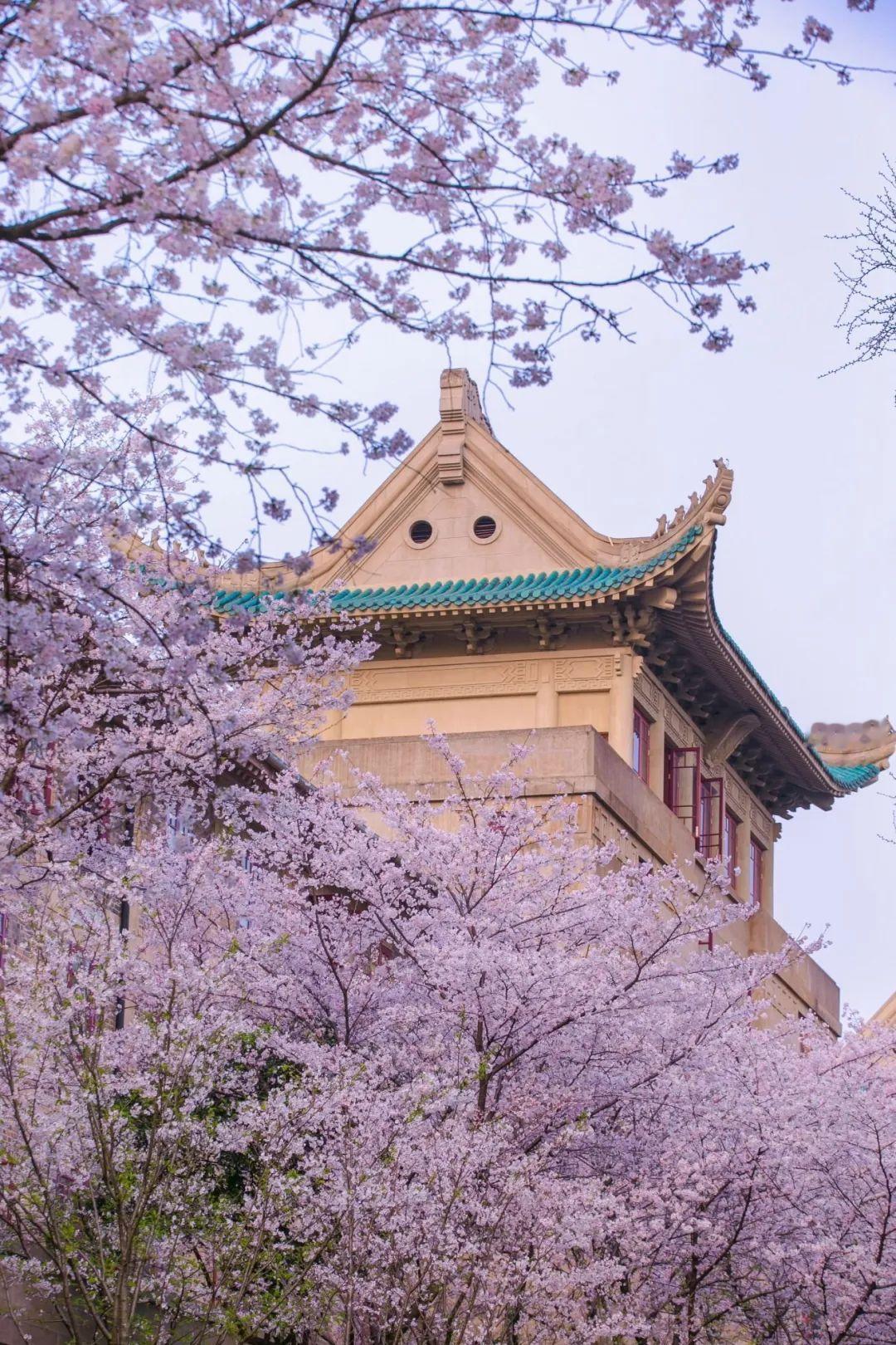 武大樱花和华科银杏，那可都是武汉季节性景观的一绝！
3月中旬，武大樱花迎来盛花期