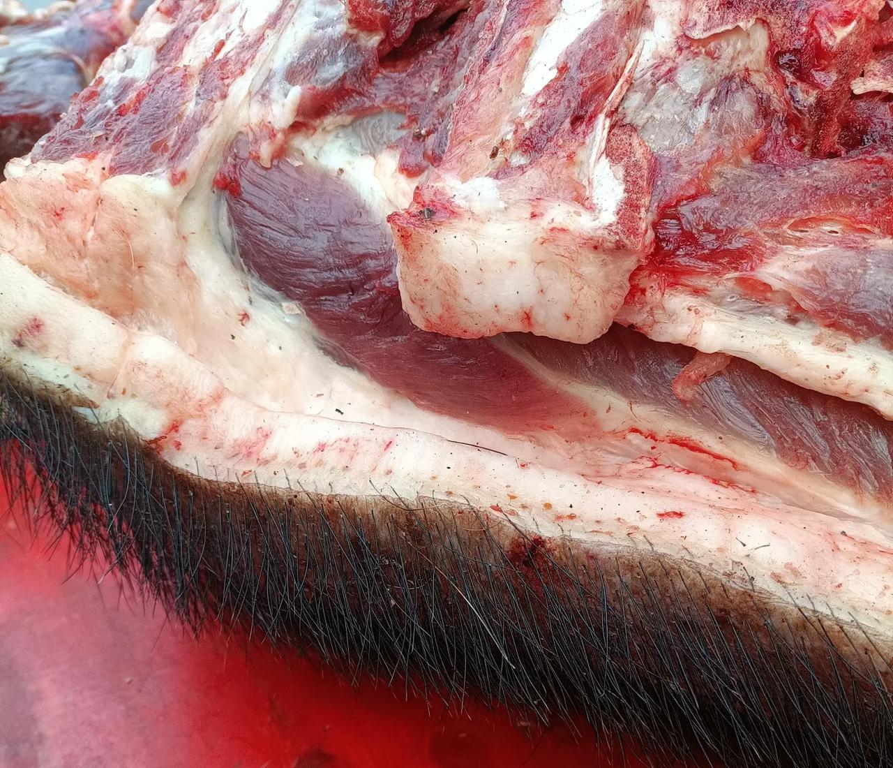 吓我一跳，我就说怎么可能有人敢卖这种猪肉呢！原来是人家自己养的野生品种猪。
这种