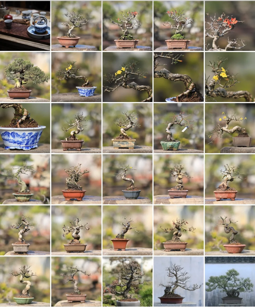 翻盆了翻盆了，提前进入植树节模式
