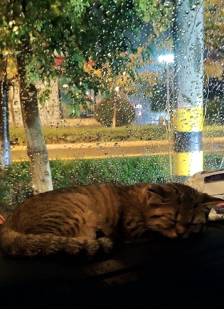 浪漫只会随着生命一同死去，
没有哪把镊子能把浪漫从我们体内钳走。
——福斯特《天