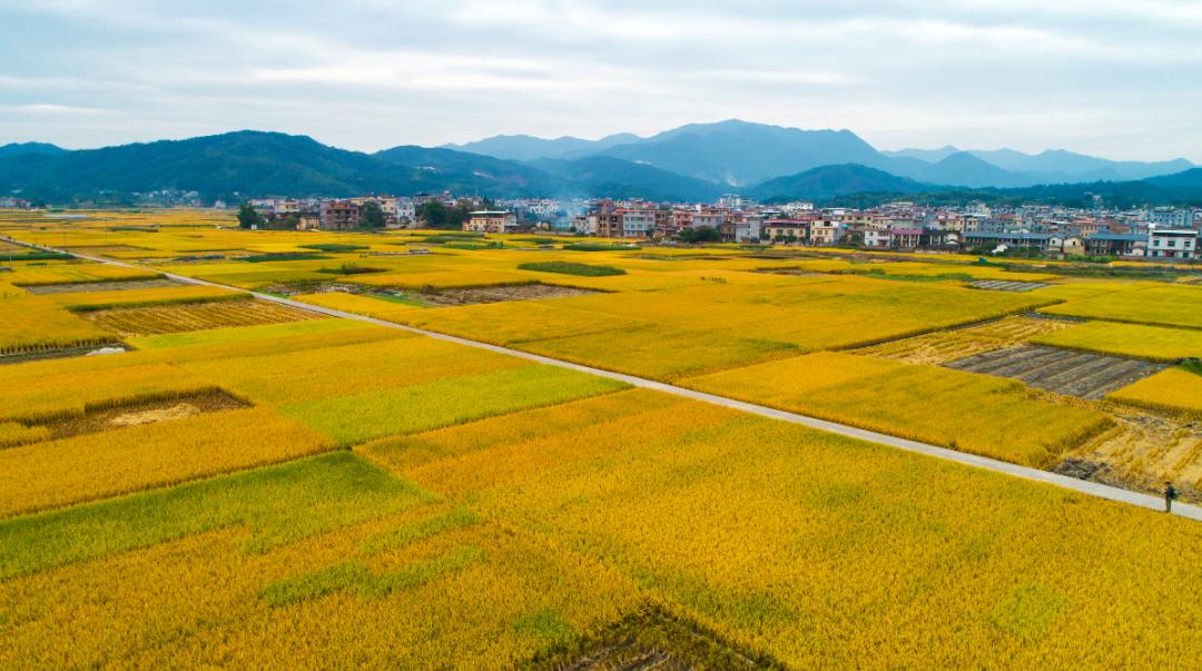 农村老人即便岁数大了还种地，原因可不少。对他们来说，土地是生存依靠和希望。很多老