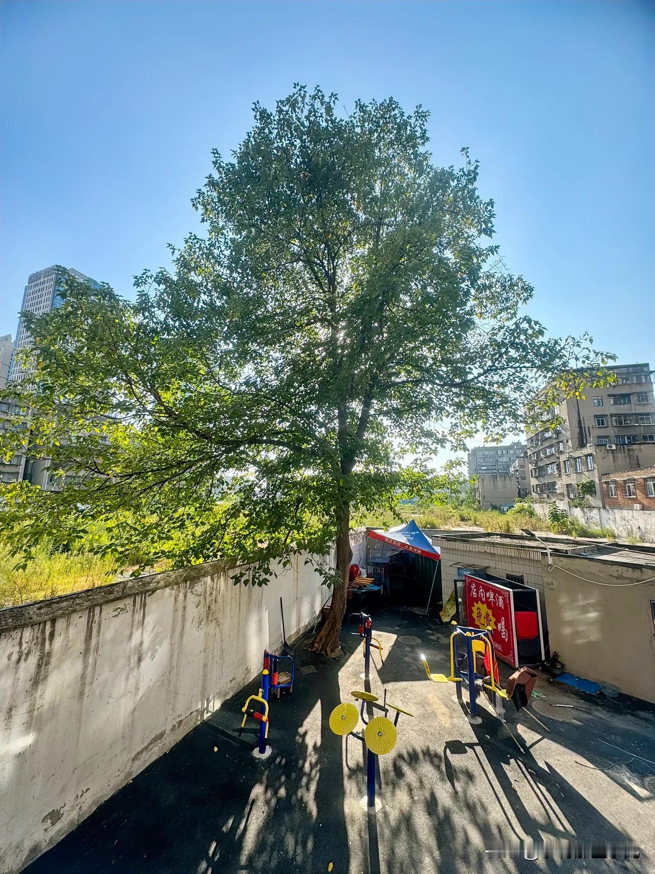 发现樊城市中心一块地 这地上的野草都长成小树了，估计有近十年以上闲置着。
