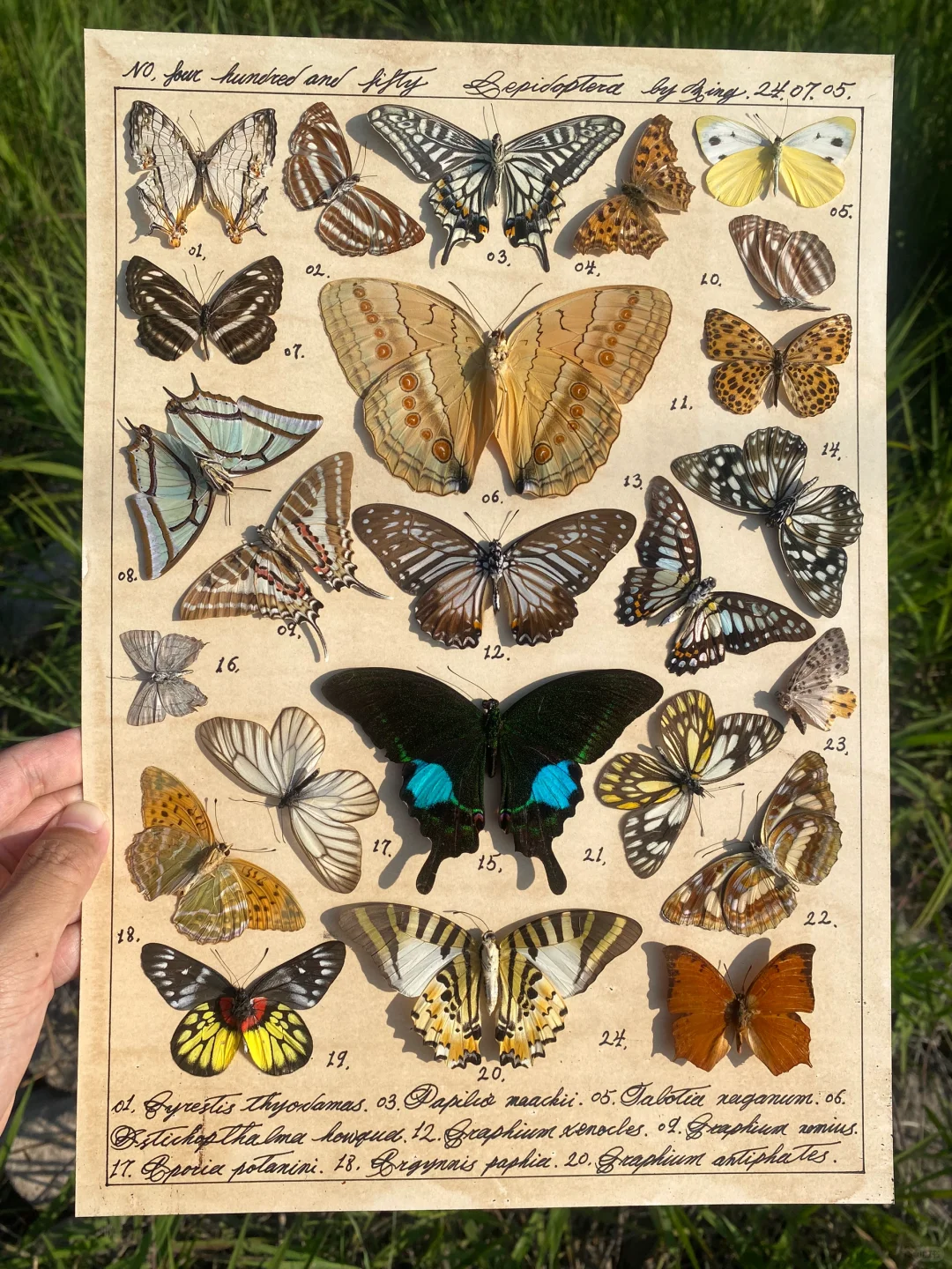 猜猜看哪一只是我最喜欢的蝴蝶。