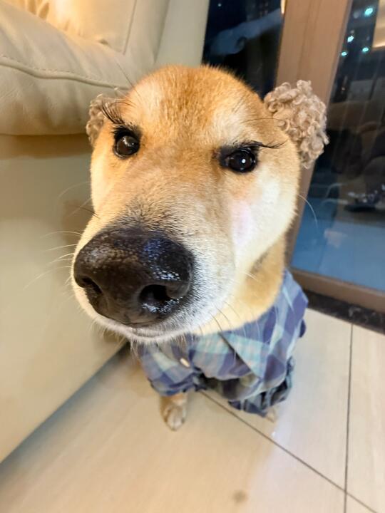 🐶：人，我够韩系吗