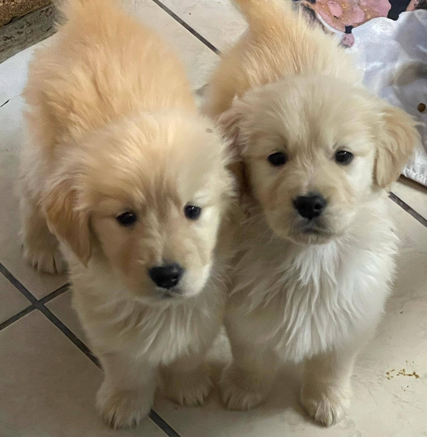 - 我先来的，先摸我！- 是我先来的！ 